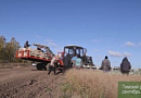 Уборка капусты в ООО "Агрофирма Зоркальцевская" Томского района